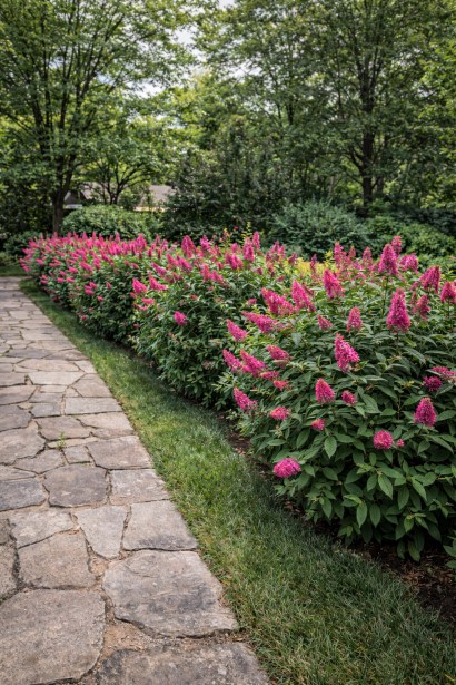 Буддлея Літл Рубі жива огорожа